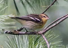 Setophaga fusca