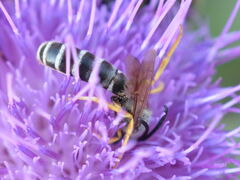 Halictus scabiosae