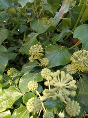 Hedera canariensis