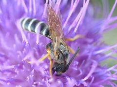 Halictus scabiosae