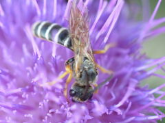 Halictus scabiosae