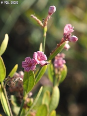 Apocynum venetum