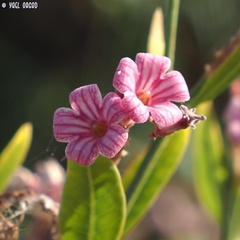 Apocynum venetum