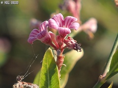 Apocynum venetum