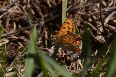 Lycaena thersamon