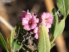 Apocynum venetum