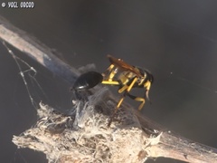 Sceliphron madraspatanum