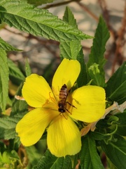 Apis cerana indica