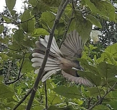 Rhipidura fuliginosa placabilis