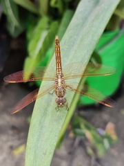 Brachythemis contaminata