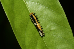 Papilio clytia