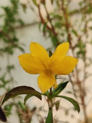 Barleria prionitis