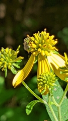 Augochlorella aurata