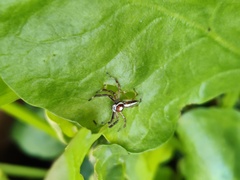 Telamonia