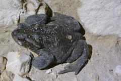 Bufo spinosus