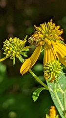 Augochlorella aurata