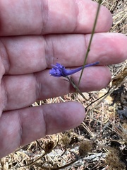 Delphinium gracile
