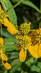Augochlorella aurata