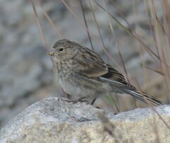 Linaria flavirostris
