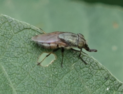 Stomorhina