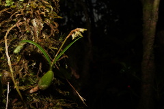 Bulbophyllum