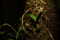 Bulbophyllum