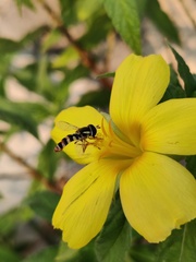 Ischiodon scutellaris