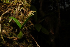 Bulbophyllum