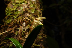 Bulbophyllum