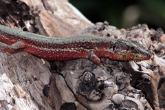 Phoenicolacerta troodica