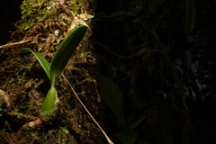 Bulbophyllum