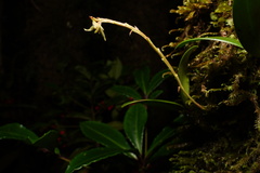 Bulbophyllum