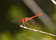 Diplacodes haematodes
