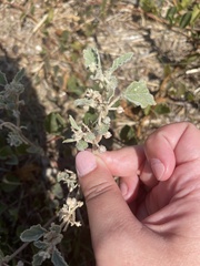 Chrozophora tinctoria