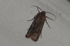 Agrotis bigramma