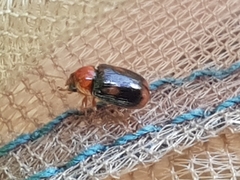 Cryptocephalus