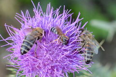 Halictus scabiosae