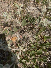 Chrozophora tinctoria