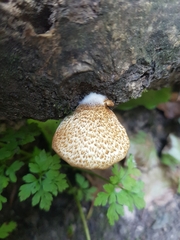 Crepidotus