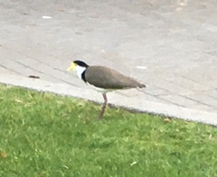 Vanellus miles novaehollandiae
