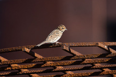 Emberiza pusilla