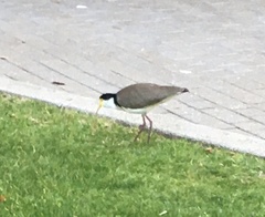 Vanellus miles novaehollandiae
