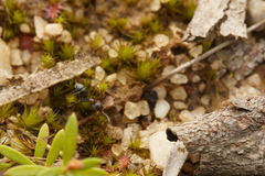 Iridomyrmex rufoniger