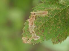 Agromyza valdorensis