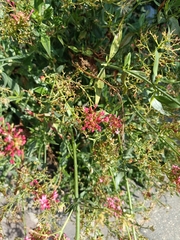 Centranthus ruber