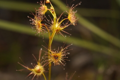 Drosera auriculata