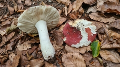 Russula lepida