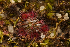 Drosera pygmaea
