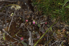 Rhodanthe manglesii