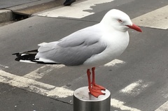 Chroicocephalus novaehollandiae